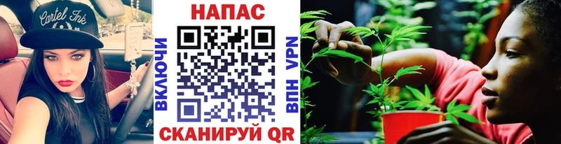 Конопля сатива  Губкинский 